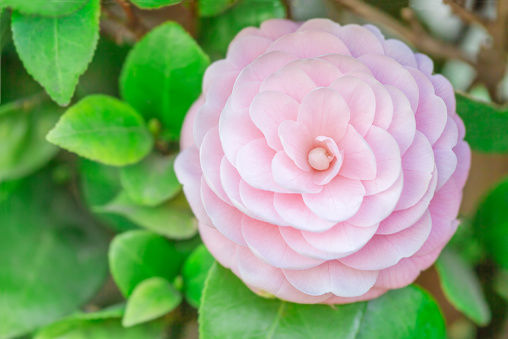 Camellia
